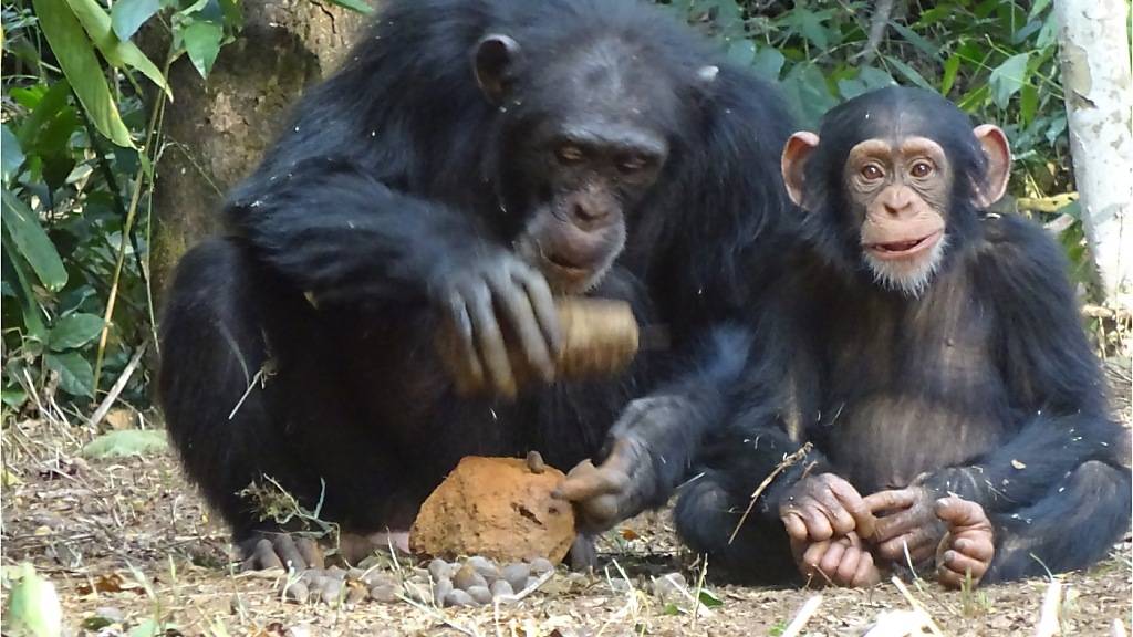 Das Schimpansenweibchen Fanle knackt eine Ölpalmennuss, während ihr kleiner Sohn, Flanle, in die Kamera schaut.