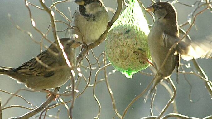 127 Vogelarten in Schweizer Gärten gesichtet