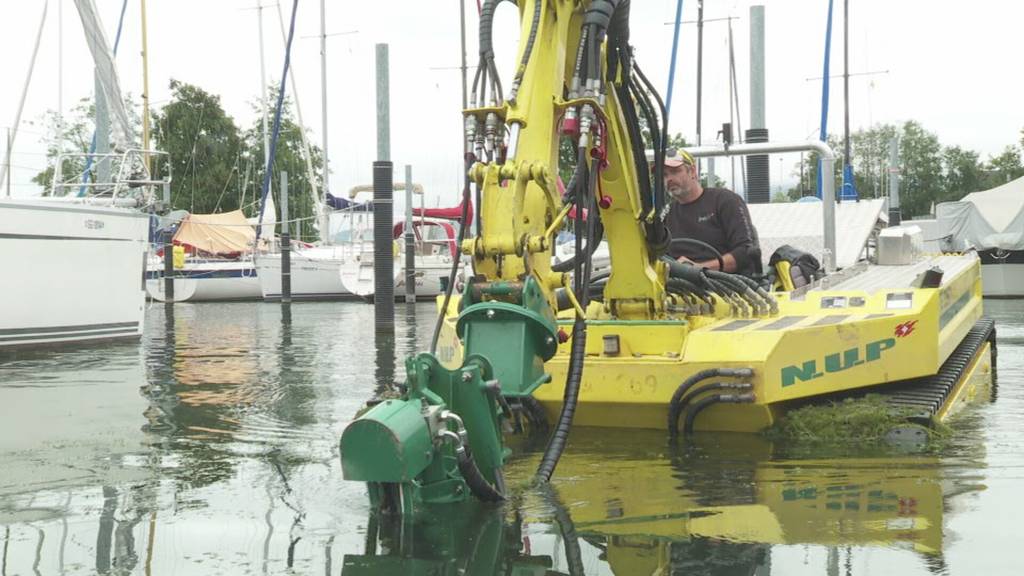 Unterwasser-Rasenmäher: Seekuh sorgt für Graspflege im Bodensee