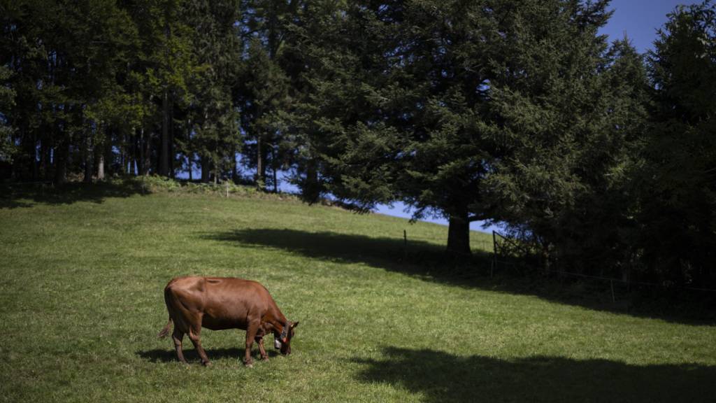 Kanton Glarus weist PFAS in Böden und Milchproben nach