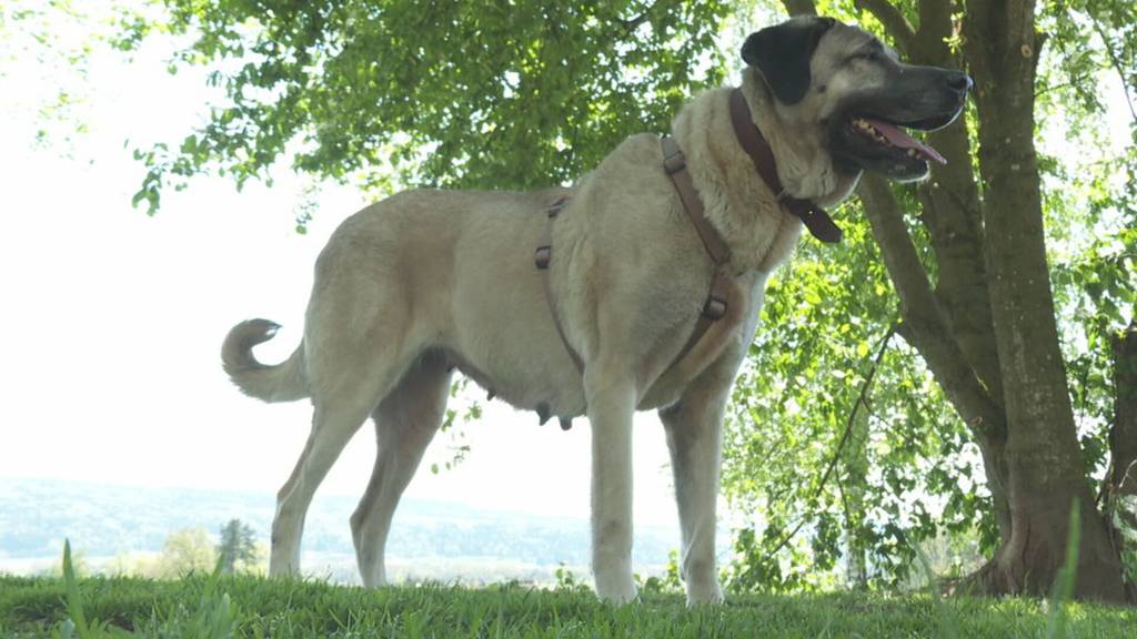 Kangal-Hündin ausgesetzt: Passantin findet «Ella» zufällig