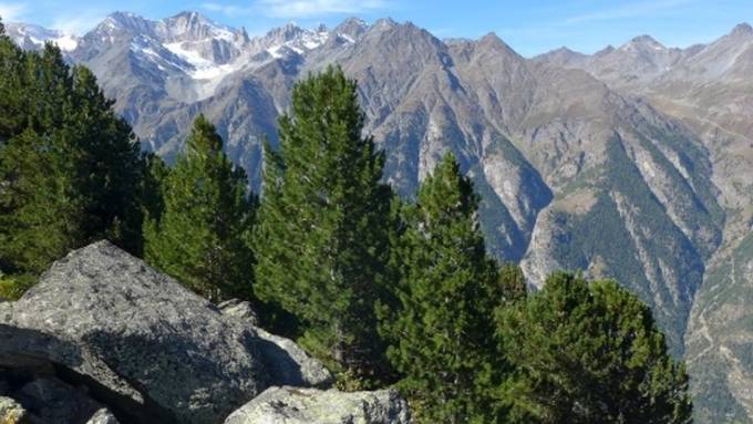 Wald soweit das Auge reicht: Fotos des Landesforstinventars