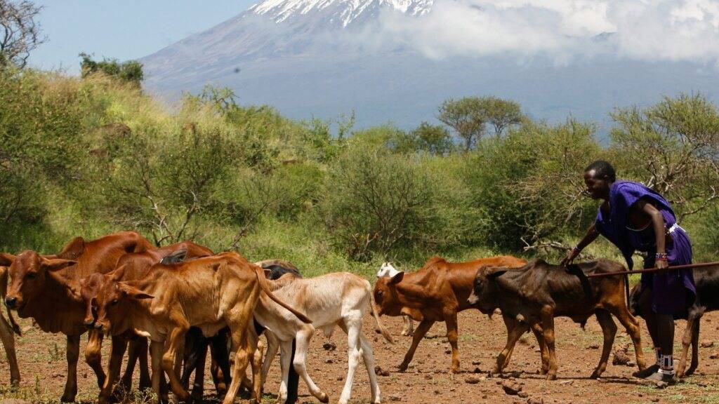Rund ein Drittel der Landoberfläche ist Weideland - etwa für Rinder, Schafe oder Ziegen. (Archivbild)