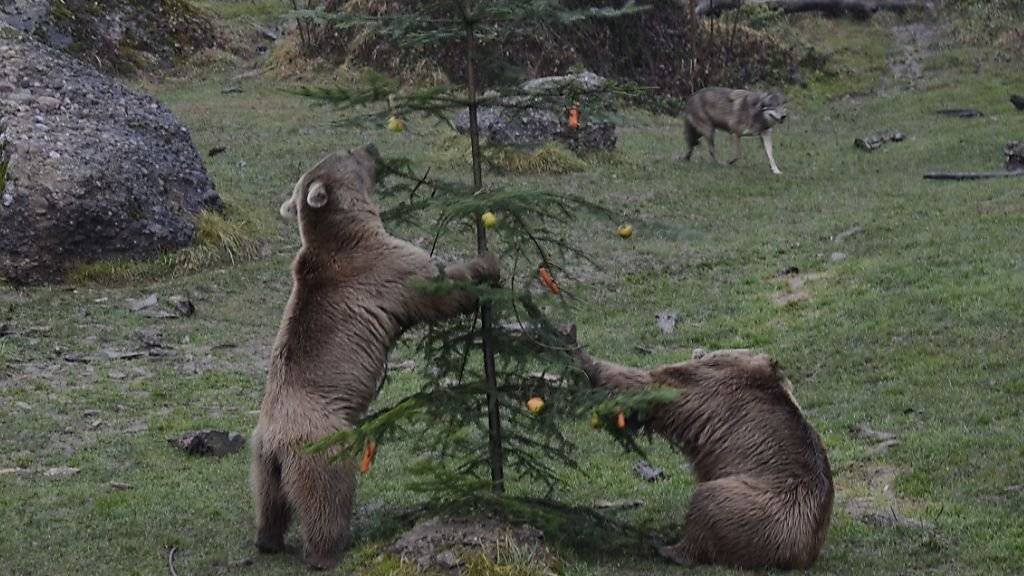 Die beiden Bären gehen mit dem Weihnachtsbaum nicht gerade sanft um.
