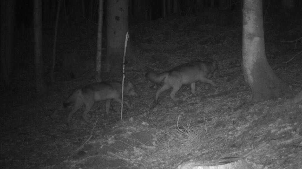 Noch ist unklar, ob es sich um ein Wolfspaar handelt.