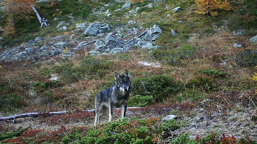Bündner Bauernverband will nur zwei Wolfsrudel im Kanton tolerieren