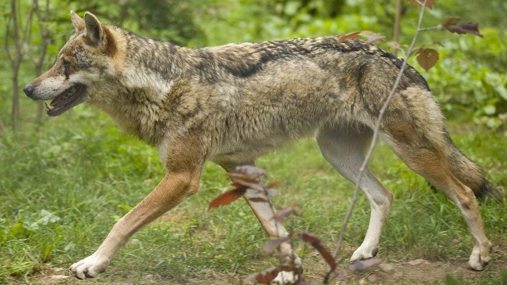 Den falschen Wolf erwischt: Einer der beiden im März von der Waadtländer Wildhut erlegten Wölfe gehörte nicht dem Marchairuz-Rudel an. (Symbolbild)