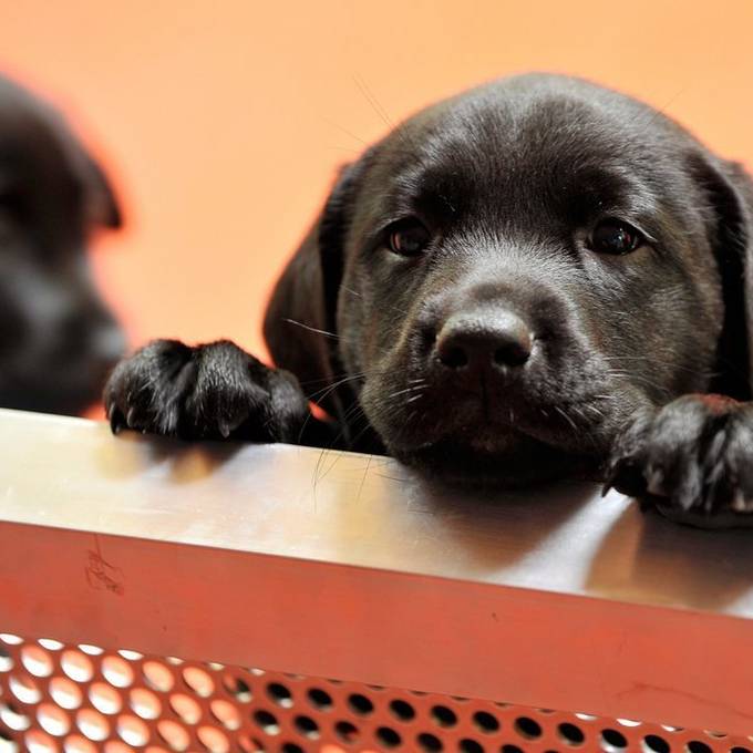 Bund und Tierschützer warnen vor voreiligem Hundekauf