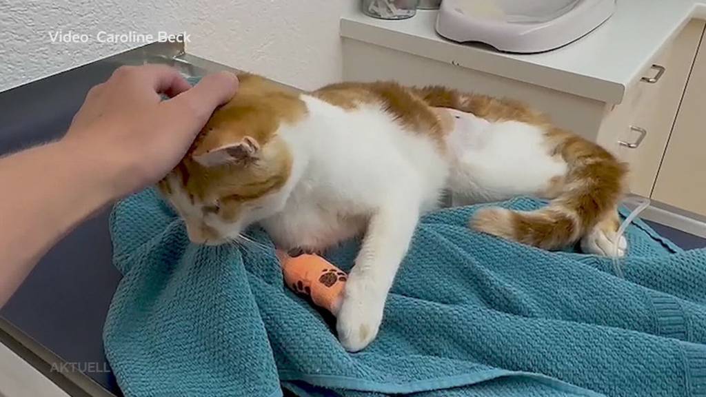 Kater Milo wurde angeschossen