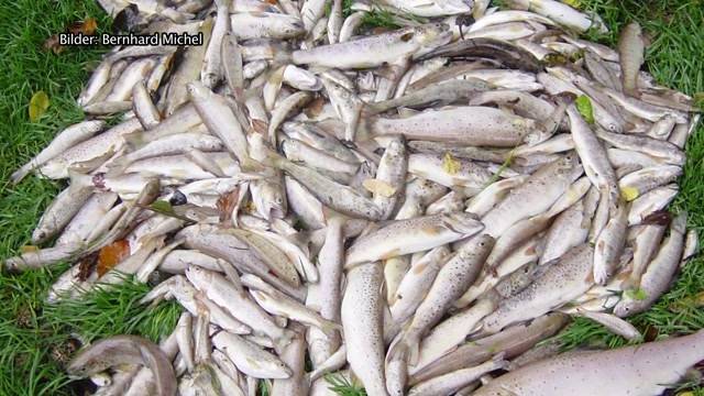 Schon wieder hunderte Fische im Krebsbach vergiftet