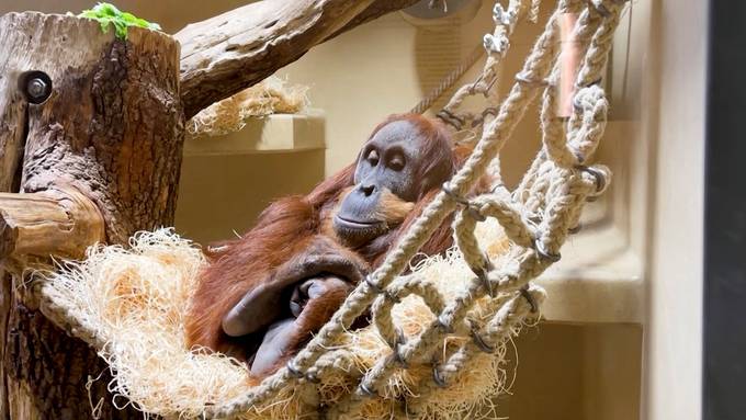 Vom Aussterben bedroht: Awang soll für Orang-Utan-Babys sorgen