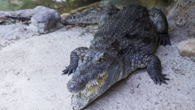 Handgranaten machen Krokodile scharf