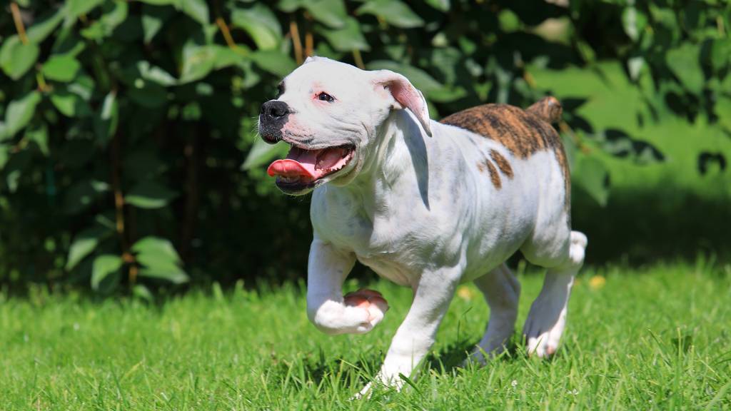 Die Bulldogen sind etwa zwei Jahre alt. (Symbolbild)