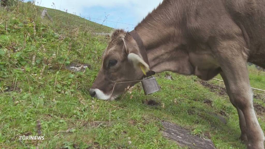 Diebe stehlen Kuhglocken während Beerdigung