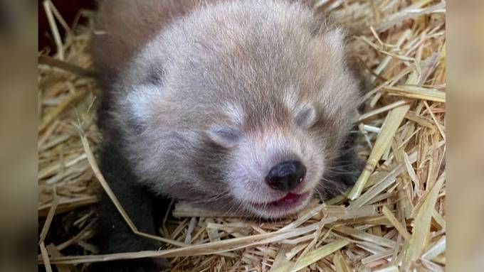 Diese Panda-Babys versüssen deinen Tag