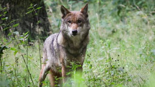 Wolf reisst zwei Schafe – Zaun war lückenhaft