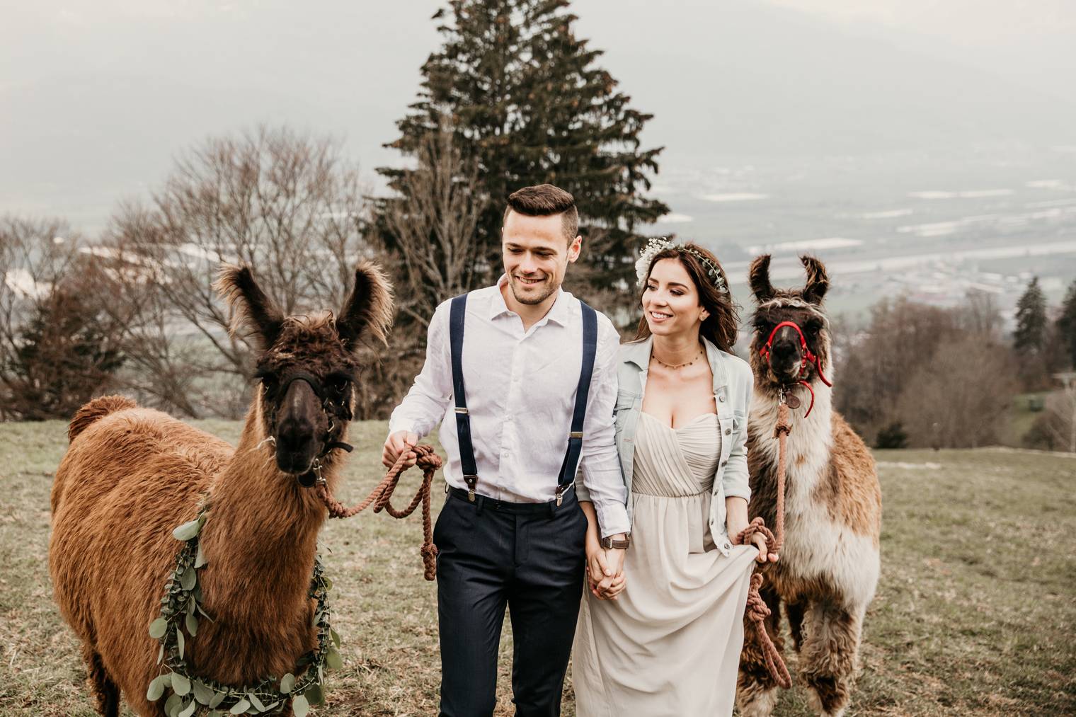 Alpakas f r Hochzeit mieten liegt in der Ostschweiz im Trend