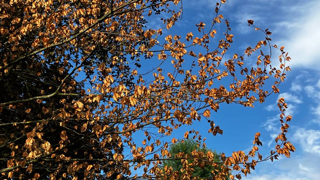 Sieht aus wie im Herbst: Durch den Pilzbefall und heissen Juni haben sind bei den betroffenen Bäume bis zu 90 Prozent der Blätter verdorrt.