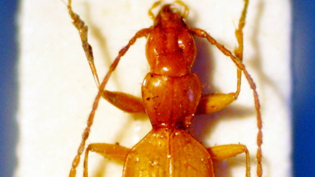 Das Foto zeigt einen Anophthalmus hitleri, einen «Hitler-Käfer». Der Name ist zwar umstritten, wird aber wohl nicht geändert. (Archivbild)