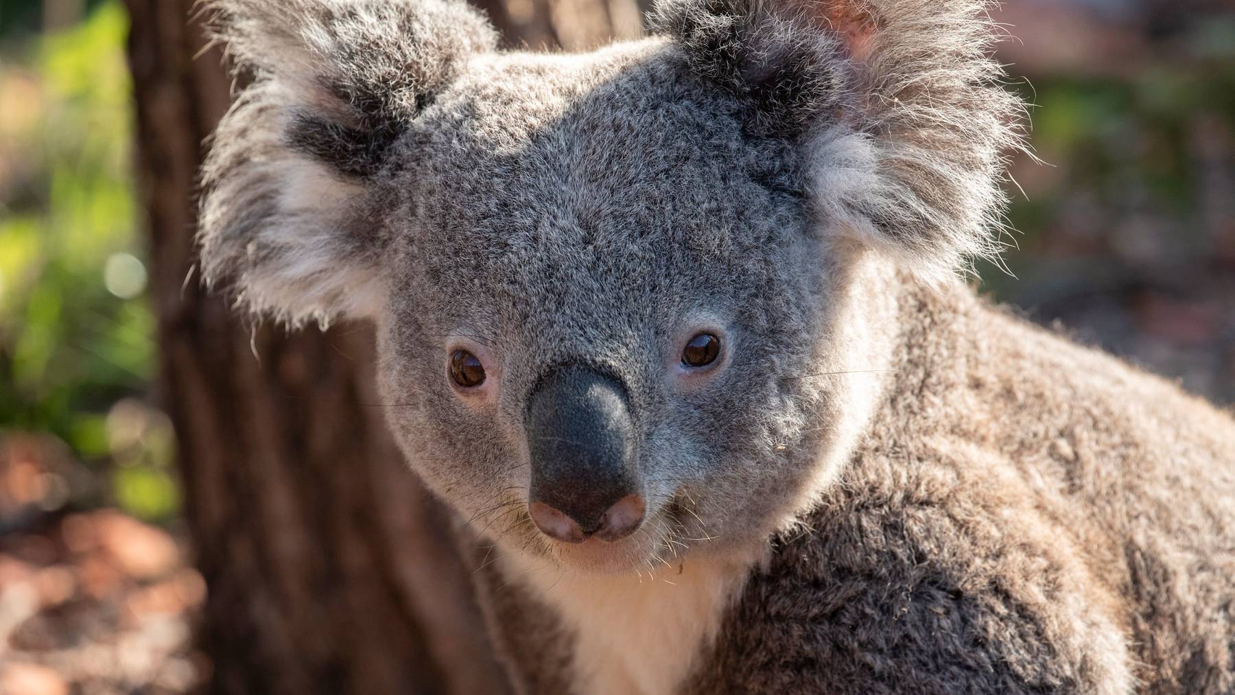 Retroviren kosteten Koala-Männchen Milo das Leben.
