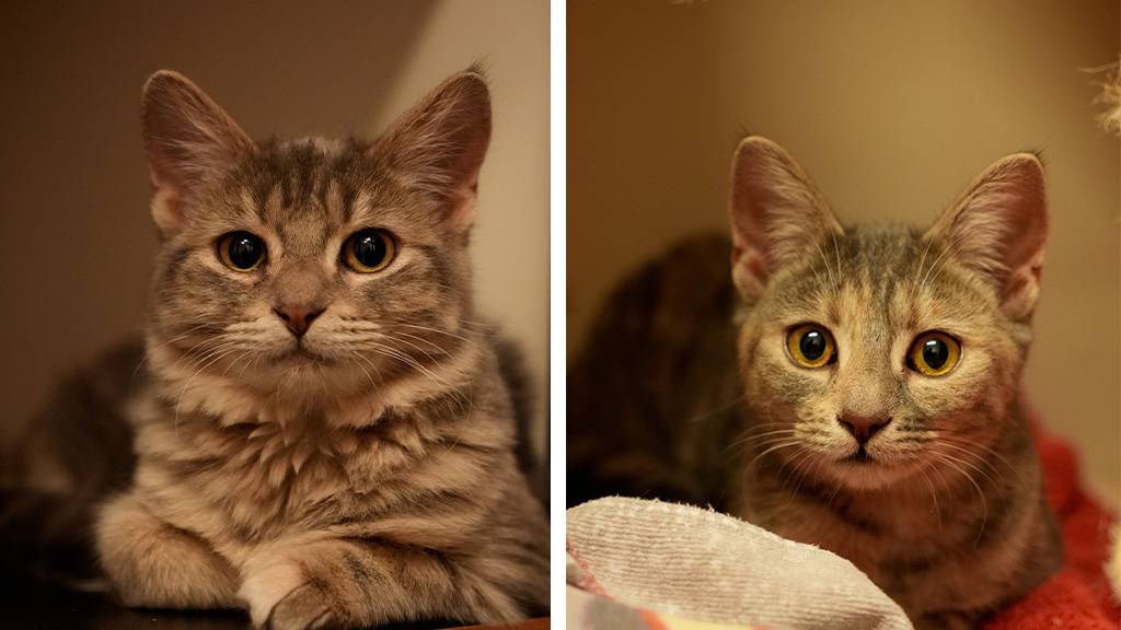 Kiki und Kessi