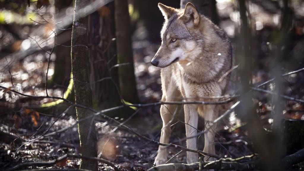 Das Wolfsrudel im Winterthurer Wildpark Bruderhaus ist gewachsen. (Archivbild)