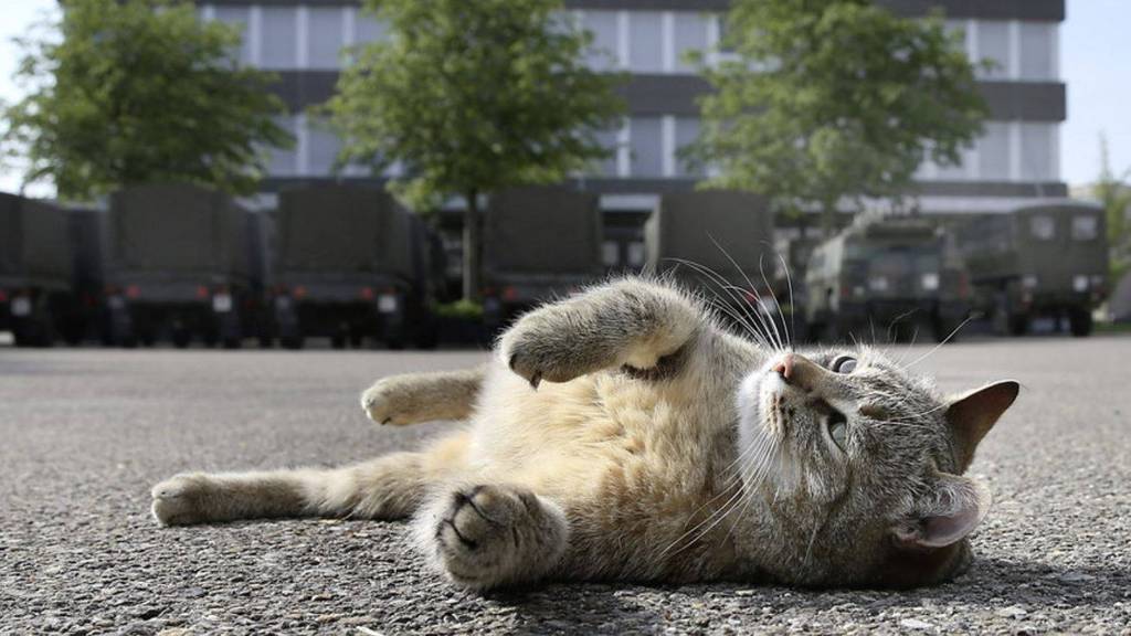 Berühmteste Katze der Schweiz ist gestorben