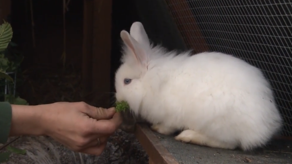 Neues Zuhause: Aarauer Tierschützerin nimmt Kaninchen aus der Ukraine auf