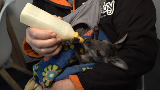 Wallaby-Waisen