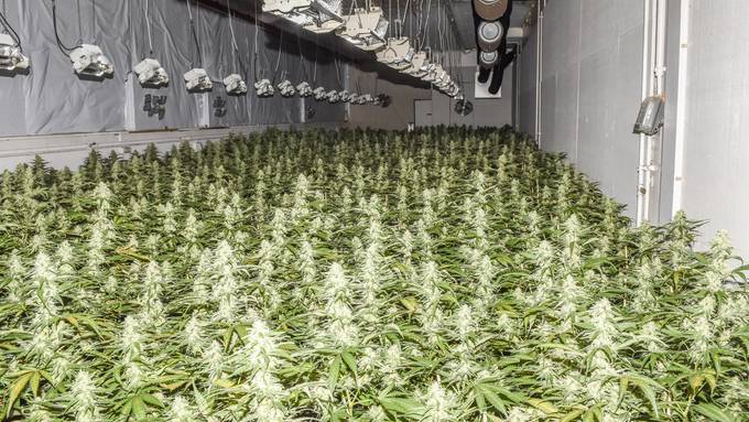 Fast 4000 Cannabis-Pflanzen im Thurgau entdeckt