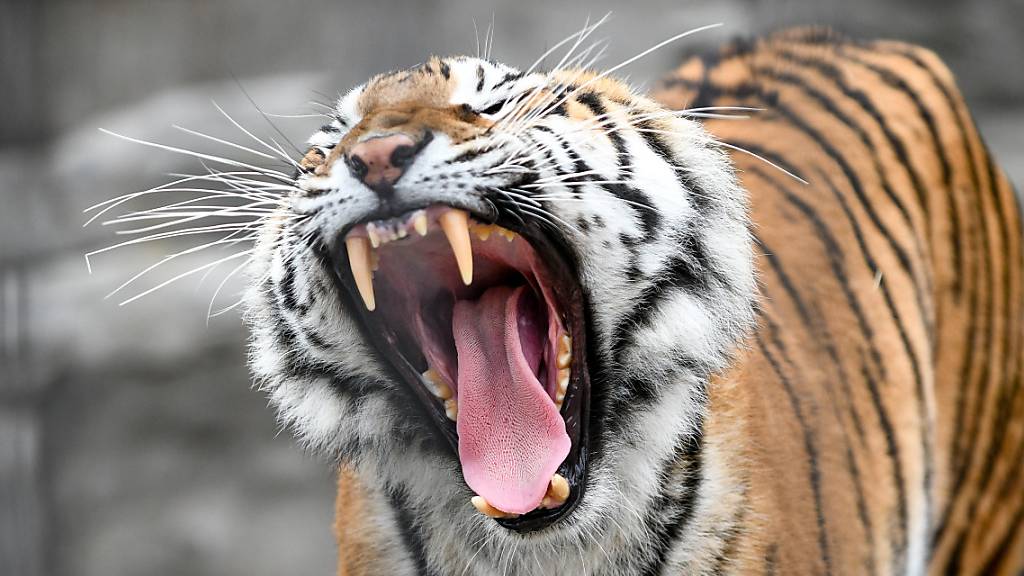 Ein Tiger reisst das Maul auf (Symbolbild).