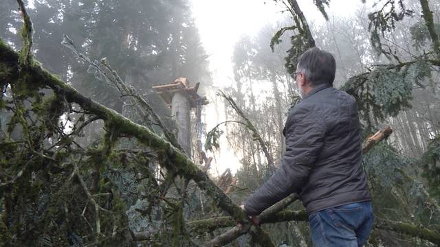 Wiederaufbau nach dem Sturmtief Burglind