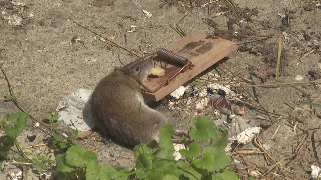 Müll, Ratten, Chaos: Rothrist-Anwohner fordern Eingreifen der Behörden