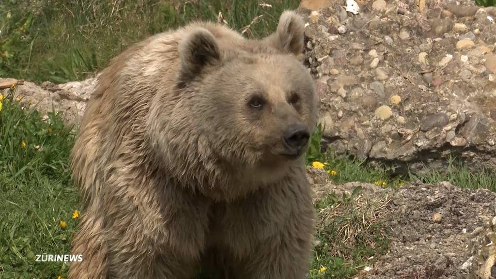 Bär im Tierpark Goldau erschossen