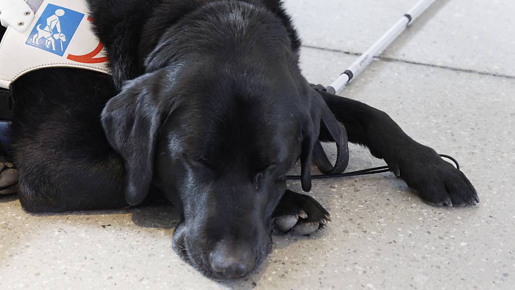 Blindenhunde sind in Luzern bereits von der Hundesteuer befreit. (Archivbild)