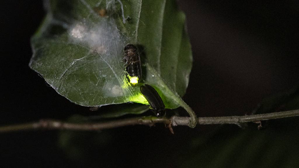 Perfide Masche: Spinne lockt mit Beute weitere Beute an