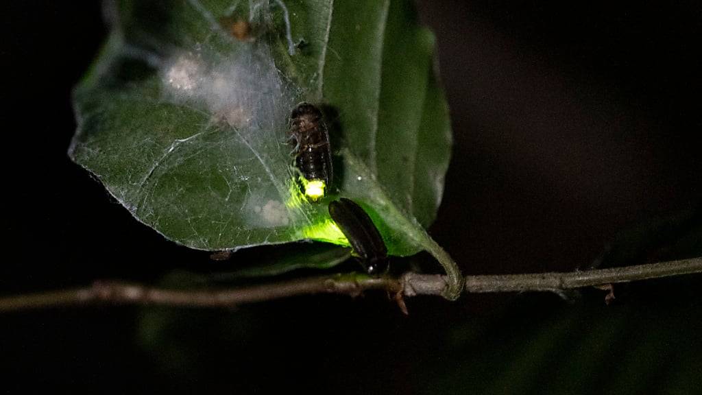 Die Spinne Araneus ventricosus nutzt die Fähigkeit ihrer Beute, um noch mehr Futter zu fangen. (Archivbild)