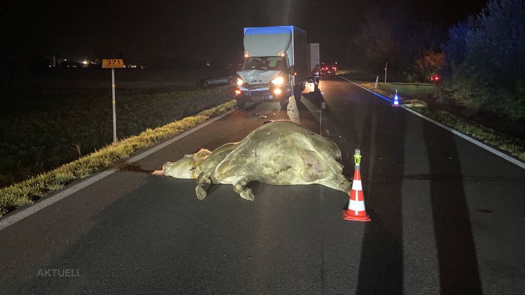 Heftiger Unfall: Ein Lieferwagen kollidiert mit einer Kuhherde, dabei sterben eine Kuh und ihr Kalb