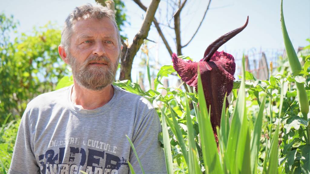 «Sie stinkt»: Mitten in Herisau wächst eine spezielle Pflanze