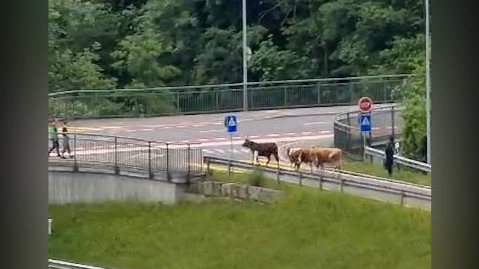 Wegen Gewitter in Panik geraten: In Malters landen vier Kühe auf Fahrbahn