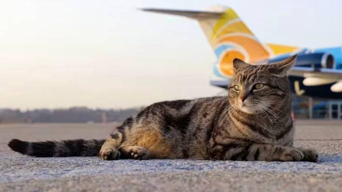 Kater «Maverick» gehört nun offiziell dem Flughafen