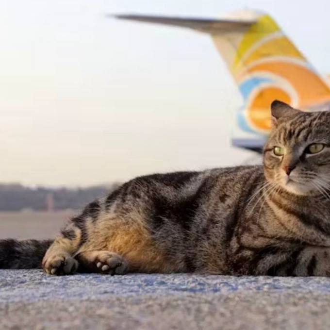 Kater «Maverick» gehört nun offiziell dem Flughafen