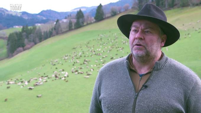 «Über 1000 Schafe sind dabei»: Hirt wandert von Schwarzenberg nach Sursee