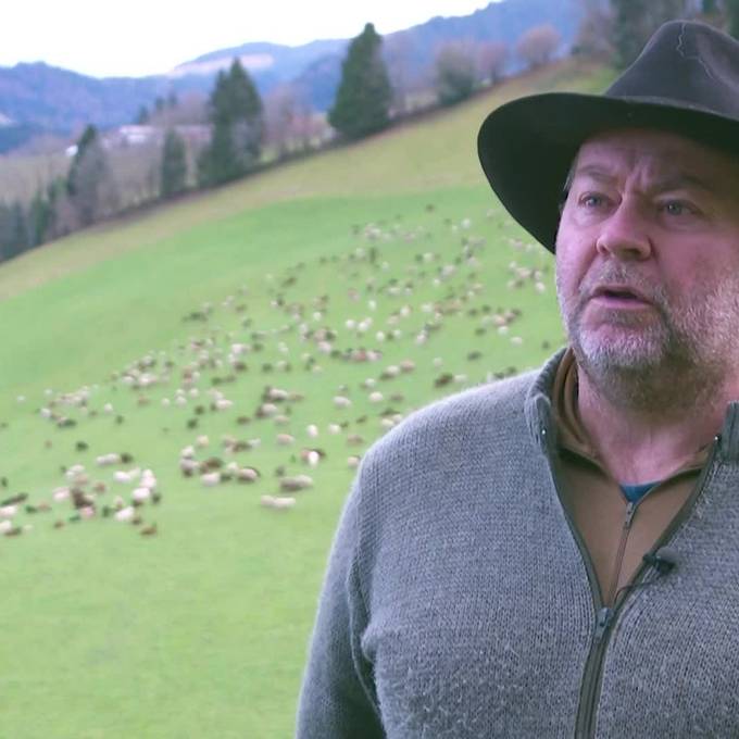 «Über 1000 Schafe sind dabei»: Hirt wandert von Schwarzenberg nach Sursee