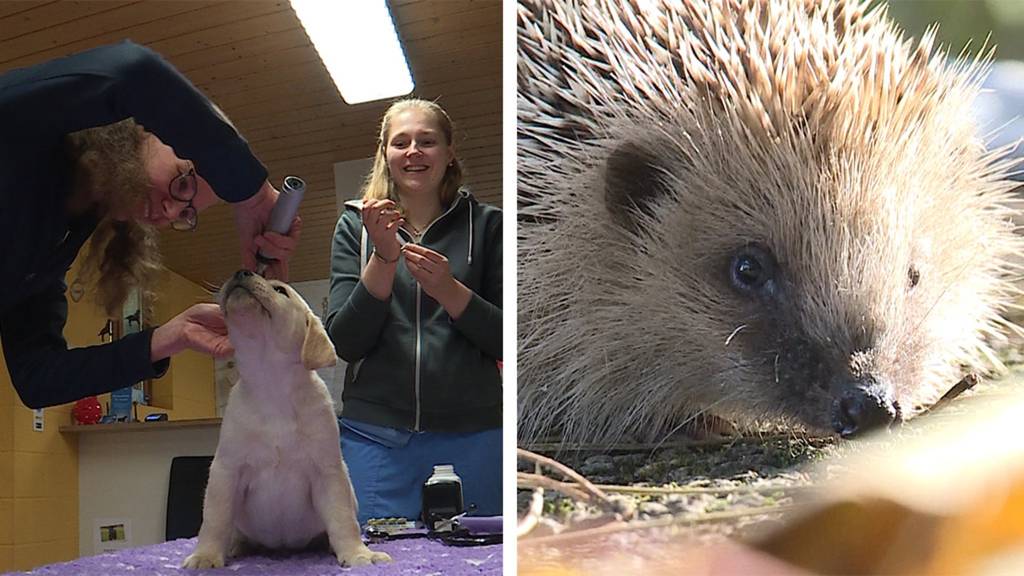 Tierarzt Hausbesuch / Wildtier des Jahres - der Igel