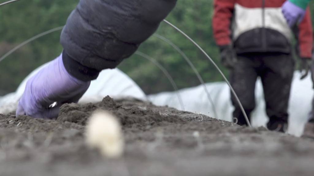 Spargelernte im Rheintal: Beim Frühlingsgemüse ist noch alles Handarbeit