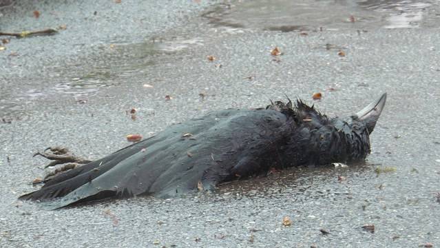 Zerfetzte Krähen im Breitenrain