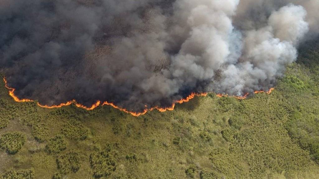 Feuer im Weltnaturerbe: Im mexikanischen Reservat Sian Ka'an auf der Halbinsel Yucatán sind seit einer Woche rund 2500 Hektar Feuchtsavanne von einem Brand betroffen.