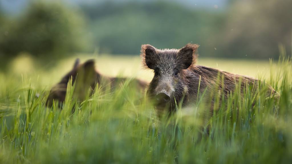 Die Wildschweine liefen über eine Autobahn in ein Wohngebiet und sorgten für viel Aufregung. 