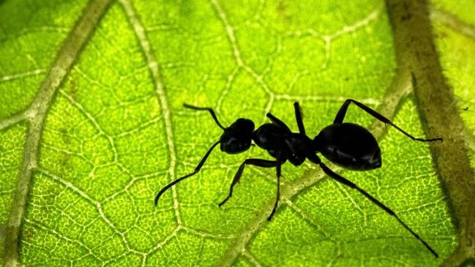 Zwei neue Kolonien von Tapinoma-Ameisen in Winterthur entdeckt
